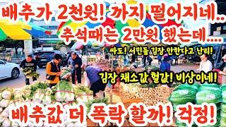 배추 2천원 까지 떨어지네! 배추값 더 폭락 할까! 걱정! 김장 채소값 비상! 김장 안한다고 난리! #폭락 #배추 #김장 #김치 #물가 #가격비교 #반찬 #할인 #세일 #먹거리