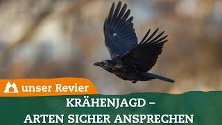 Krähenjagd: So vermeidet ihr Fehlabschüsse | Arten korrekt ansprechen | Lockjagd | Crow Hunting