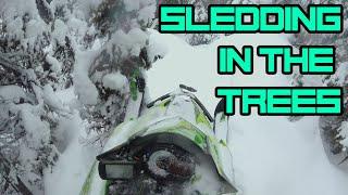 2020 Snowmobile Tree Riding in Elkford BC