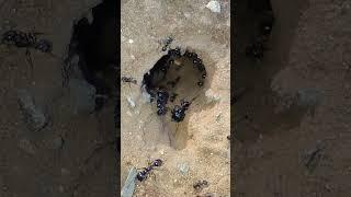 ants ant