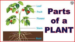 Parts of a plant