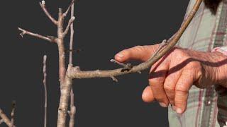 Winter Pruning and Training a 3 Year Old, Golden Russet, Apple Tree