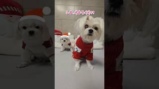 너희들...생각보다 무섭구나..?  #깃털유머 #하루또이틀 #cute #dogshorts