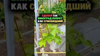 Сделай так виноград попрет как сумашедший #дача #секреты #огород #сад #урожай #виноград