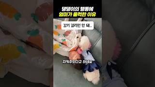 댕댕이의 행동에 엄마가 울컥한 이유
