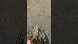 Duży Pstrąg Potokowy z Patagoni  @SavageGear