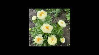 Пион Лемон шифон. LEMON CHIFFON. Первое цветение