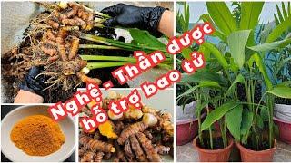 Cách trồng nghệ trong chậu cho nhiều củ  | Nghệ hỗ trợ bao tử trên cả tuyệt vời