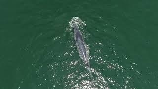 Bryde 's whale