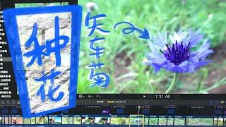 [闪电园艺]种花：矢车菊，蓝色花朵｜시차국｜Centaurea cyanus