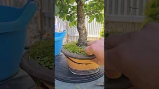 Летние работы с бонсай #shorts #bonsai #бонсай #груша #керамика #сад @Studio.Bonsai