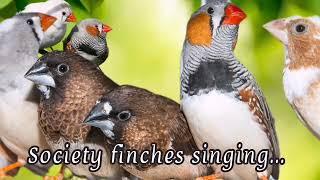 Society finches singing and chirping sounds.