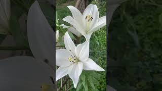 Лилия «Яркий диамант». Lilium « Bright Diamond ».