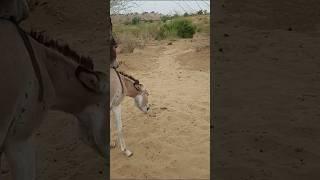 #donkey alone but happy