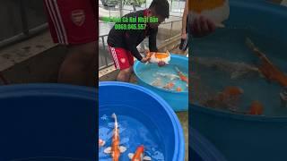 Cá Koi Nhật kujaku ​⁠ #koinhat #cakoidep #fish #sieuthicakoinhat #shortvideo #short #cakoinhat