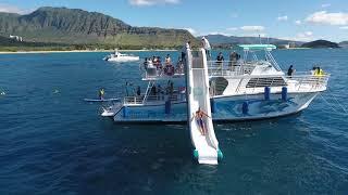 Oahu Private Charter and See Wild Dolphins