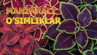 MANZARALI O'SIMLIKLAR | МAНЗAРAЛИ ЎСИМЛИКЛAР.