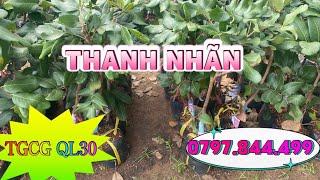 Thanh Nhãn. Giống Nhãn có khả năng chị mặn.  0797.844.499