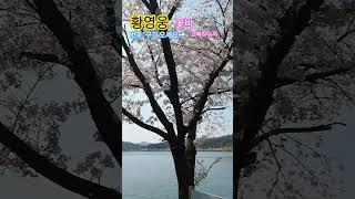 황영웅   "꽃비" #고복저수지#도가네 매운탕#산장가든