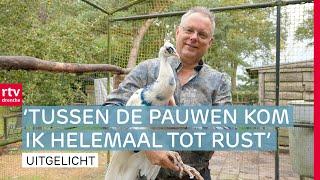 Ronald heeft zeventig(!) pauwen in zijn tuin | RTV Drenthe