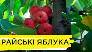 Корисні властивості продуктів | Райські яблука