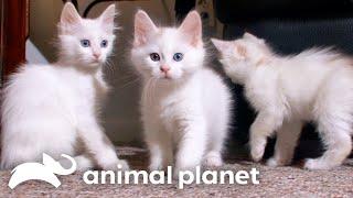 The Most Unique and Quirkiest Kittens | Cats 101 | Animal Planet