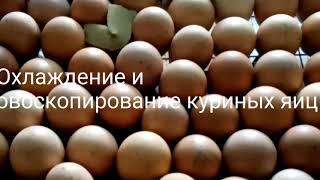 Охлаждение и овоскопирование куриных яиц.