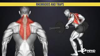 Actions of the Rhomboids and Traps