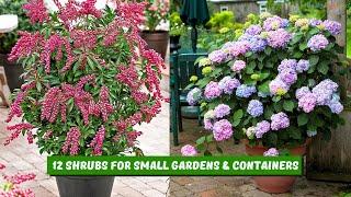 12 Shrubs For Small Gardens & Containers