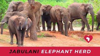 Meet The Jabulani Elephant Herd (Kruger National Park)