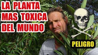 LA PLANTA MAS TOXICA DEL  MUNDO ️️️