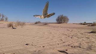 صيد الصقور/ صيد شرياص/صيد عوسق /Falcon hunting