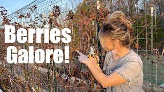 Raspberries, Blackberries, Strawberries!!!!  The secrets I've learned that have TRIPLED my harvest