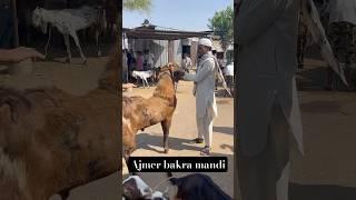 SIROHI GOAT FOR SELL HEAVY GOAT AJMER BAKRA MANDI LIVE UPDATE
