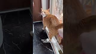 Funny Pet Videos  Best Cats & Dogs Clips  PART 22