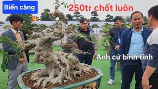 250tr chủ cây gật đầu anh Mười cho mất cây luôn !...