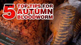 An AUTUMN EDGE to catch MORE CARP = BLOODWORM 🪱