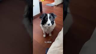 果冻：这玩笑开不了一点 #边牧 #萌宠日常记录 #不养狗不知道养狗的乐趣 #狗狗的心思都写在脸上了 #边牧果冻