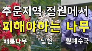 추운지역 정원에서 피해야하는 나무 TOP3 - 배롱나무, 남천, 원예수국(엔드리스썸머)