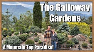 Enjoy Mountain Top Paradise! Wayne & Missy Galloway’s Conifer & Japanese Maple Garden!