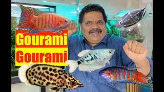 Gourami Fish | All Aquarium fish | Mayur Dev Aquascaper | Best Fish for all Fish Tanks  4K