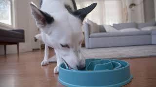 Outward Hound Fun Feeder Slo-Bowl - Up To 10X Slower Feeding