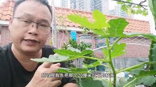 花盆种无花果！2级枝条什么时候打顶？如何让枝条木质化？