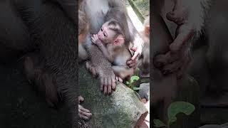 to early for a newborn to fall upside down when she walks up and Ly Ly carried her#shortvideos#happy