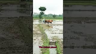 ploughing field using Bulls // how to ploughing the land using ox #bull #ox #field