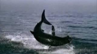 Incredible - Real Shark Attacks Videos - (Scary Documentary)
