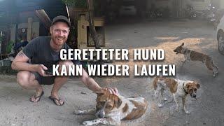 Rettungserfolg: Hund Putung kann wieder laufen! | Highlights IRL Stream