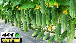 गर्मियों में खीरा ककड़ी की खेती | kheera kakdi ki kheti kaise karen | cucumber farming