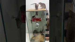 Homemade trap/How to make an effective homemade mouse trap using a water can #rattrap #mousetrap