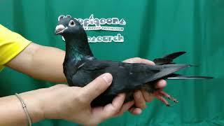 Half Sider/Chimera/Mosaic 1 Racing Pigeon of Bio Research/Biopigeons